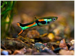 Endler's Livebearer Male