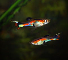 Endler's Livebearer Male