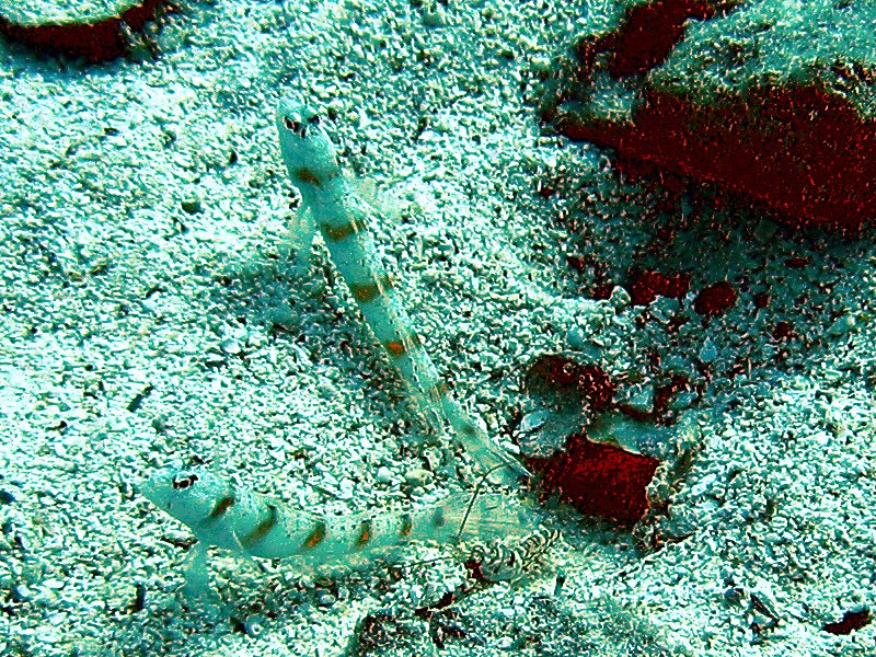 Engineer Goby