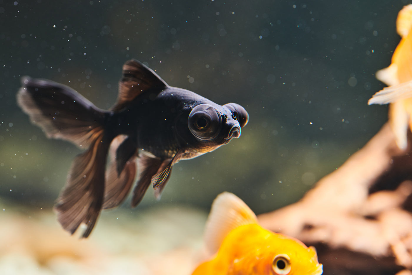 Black Bubble Eye