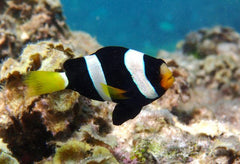 Black Clarkii Clownfish Tank Raised - Medium