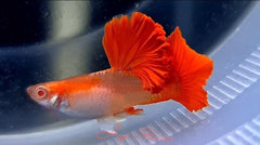 Guppy Female Blonde Red