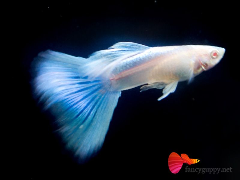 Guppy - Albino Sky Blue