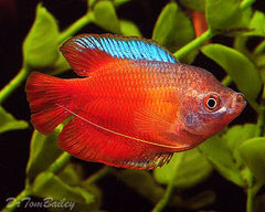 Gourami Red Dwarf