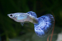 Guppy Shakthi-batik