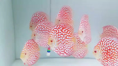 Pigeon Blood Discus