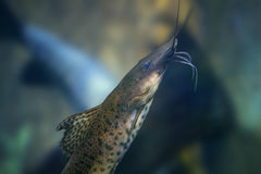 False Jaguar Catfish