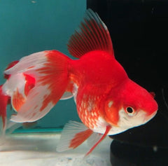 Red Top White Crescent Platy