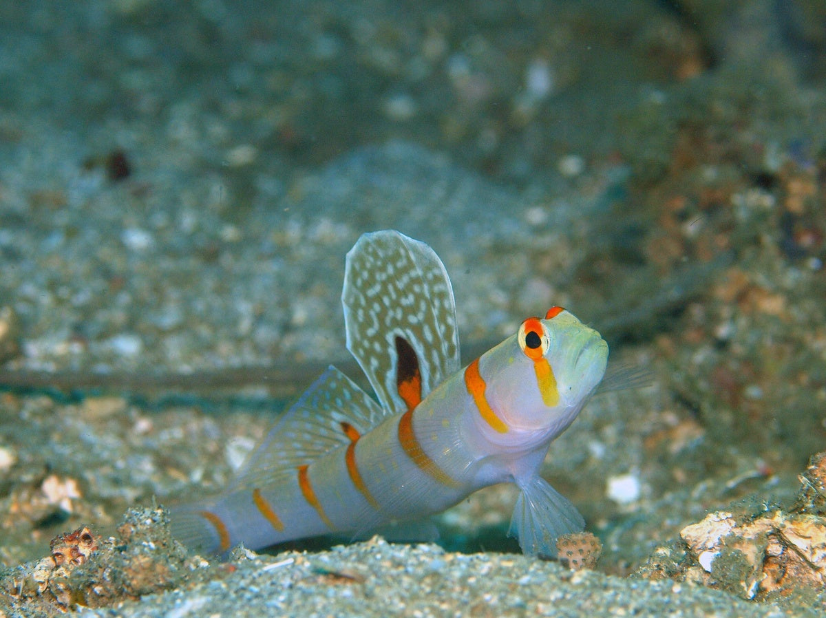 Orange Spot Prawn Goby - Medium