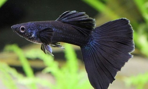 Guppy - Full Black