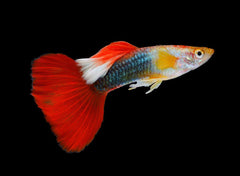 Guppy - Red Scissor Tail