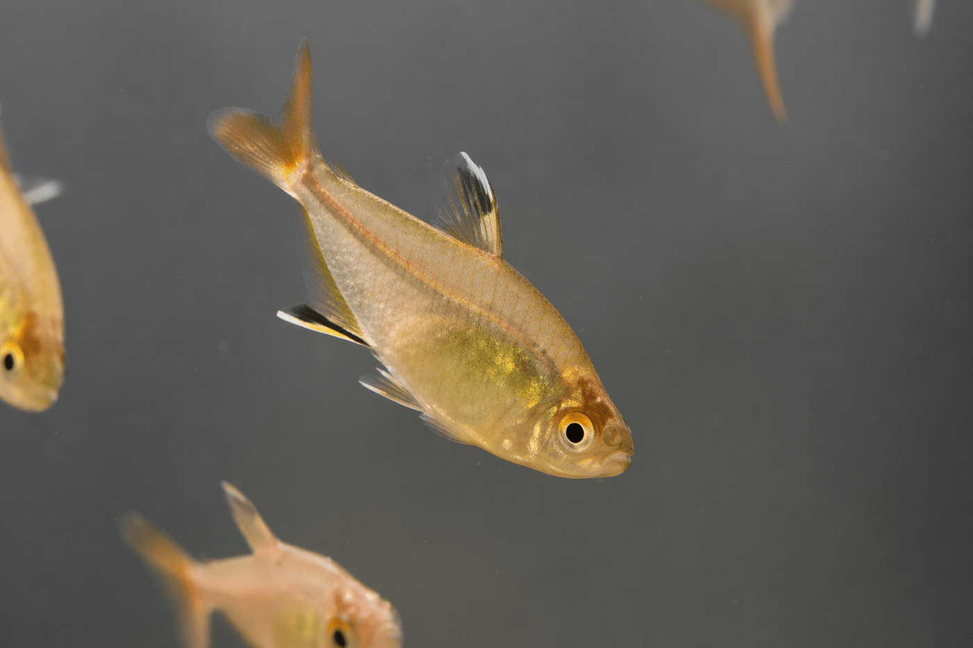 Feather Fin Tetra