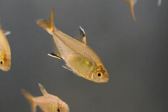 Feather Fin Tetra