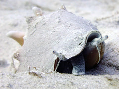 Fighting Conch - Medium