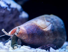 Fighting Conch - Medium