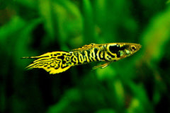 Guppy Tiger Endler