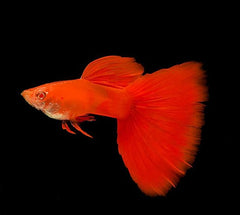 Guppy - Moscow Red