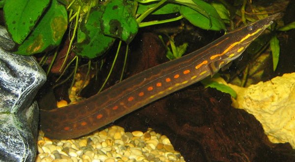 Freshwater Eels