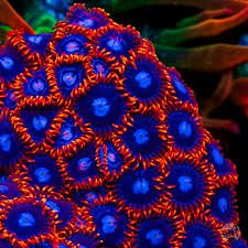 Fire & Ice Zoanthid Polyp - Frag