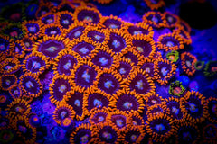 Fire & Ice Zoanthid Polyp - Frag