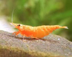 Fire Orange Shrimp