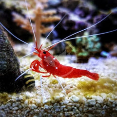 Fire Shrimp