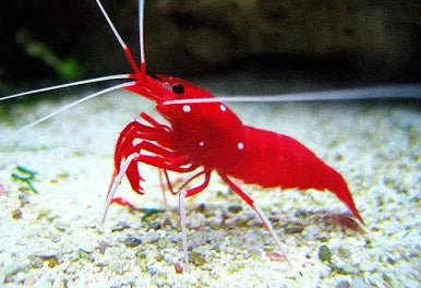 Fire Shrimp