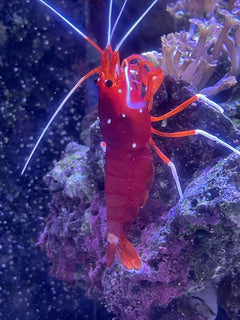 Fire Shrimp - Large