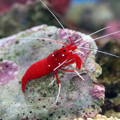 Fire Shrimp - Large