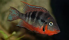 Firemouth Meeki Cichlid
