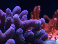 Firestone Stylophora Coral - Frag