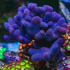 Firestone Stylophora Coral - Frag