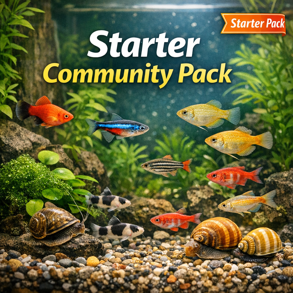 First Aquarium Starter Pack