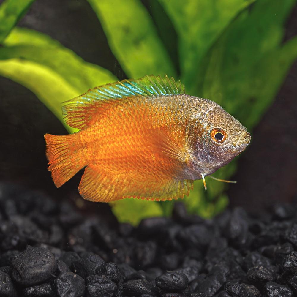 Flame Dwarf Gourami Male