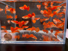 Red Flamingo Guppy Male
