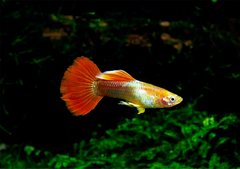 Red Queen Guppy Male