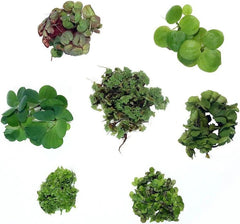 Floating Plant Starter Pack