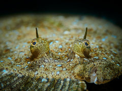 Flounder - Small