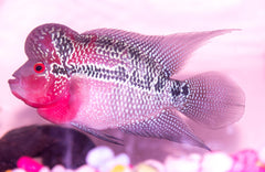 Flowerhorn Cichlid