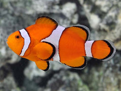 Flurry Ocellaris Clownfish Tank Raised - Medium