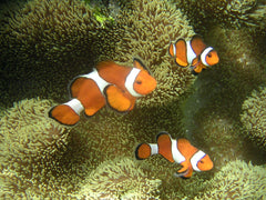 Flurry Ocellaris Clownfish Tank Raised - Medium