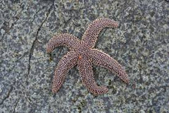 Forbe's Starfish Atlantic - Medium