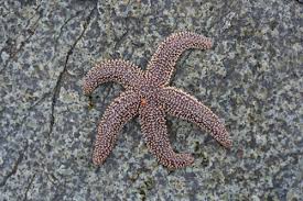 Starfish