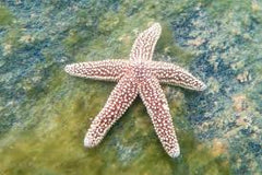 Forbe's Starfish Atlantic - Medium