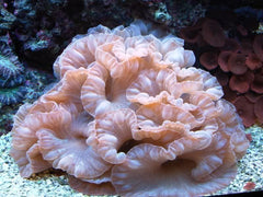 Fox Coral - Medium