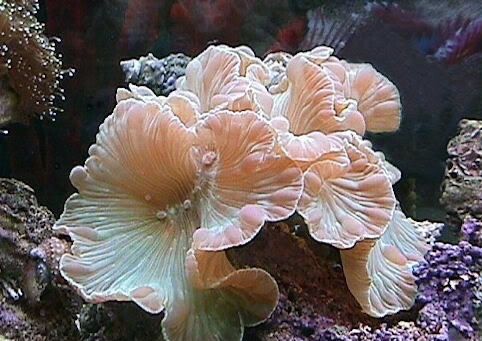 Fox Coral - Medium