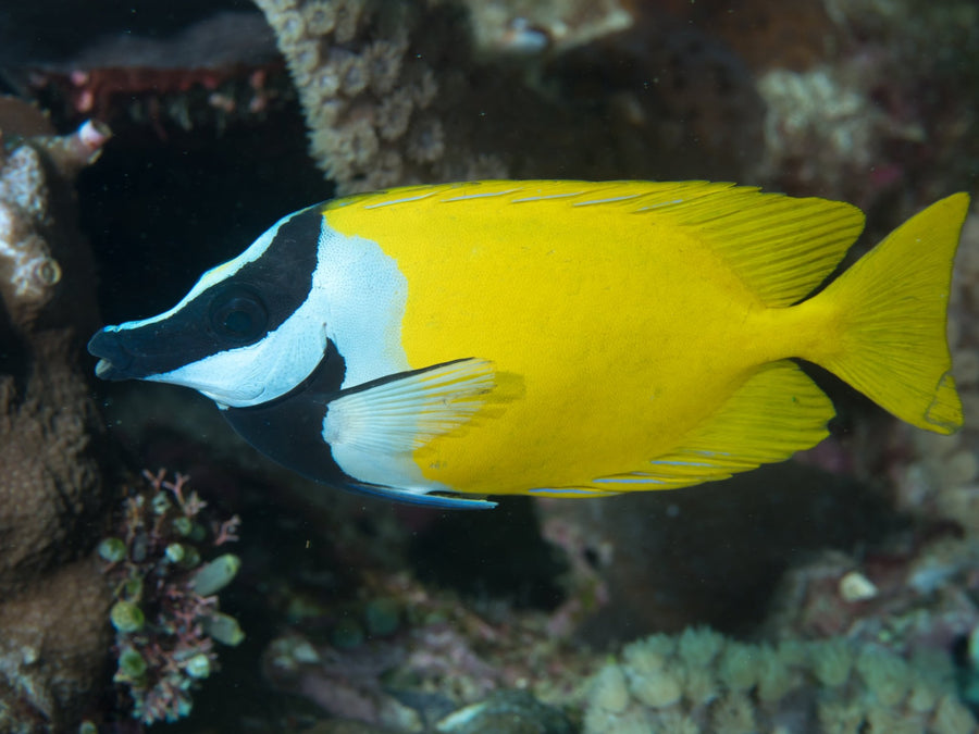 Rabbitfish / Foxface