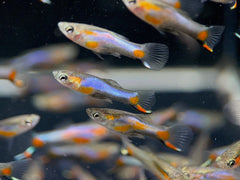 Blue Star Endler's Livebearer
