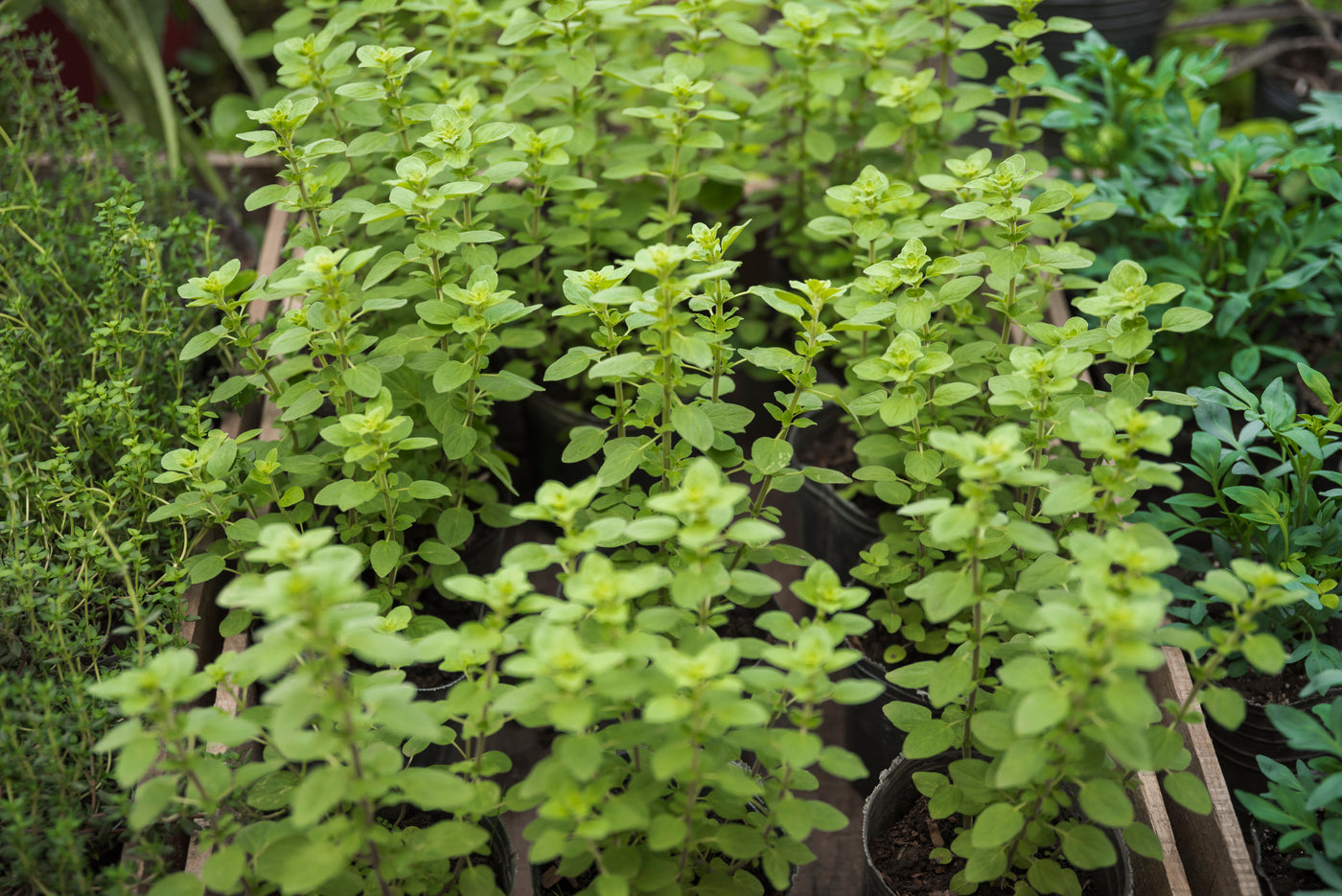 Bacopa Caroliniana