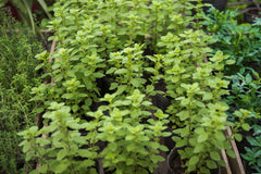 Bacopa Caroliniana